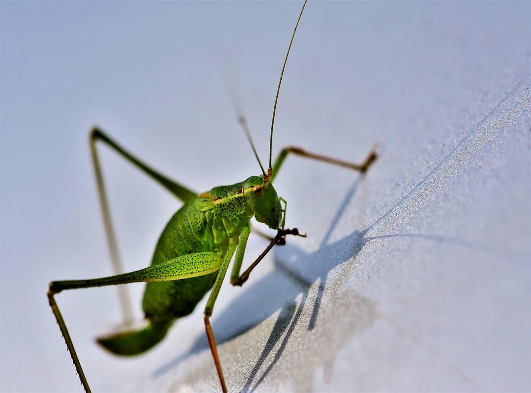 Download Ustudiobytes