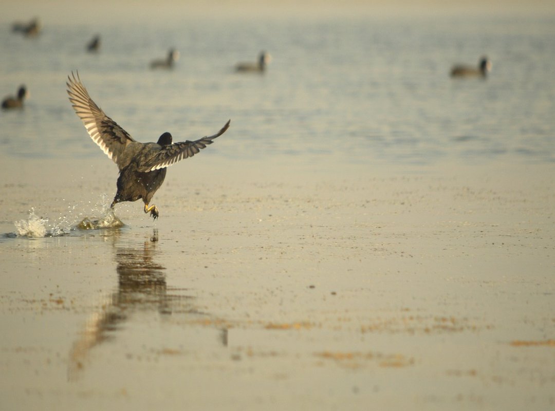 Common Myths and Misconceptions About 0372 Numbers