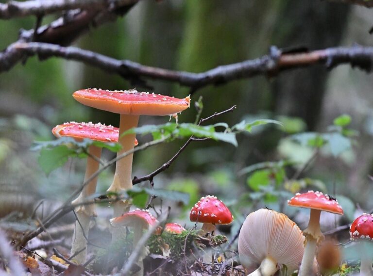 goedemorgen schatje gif