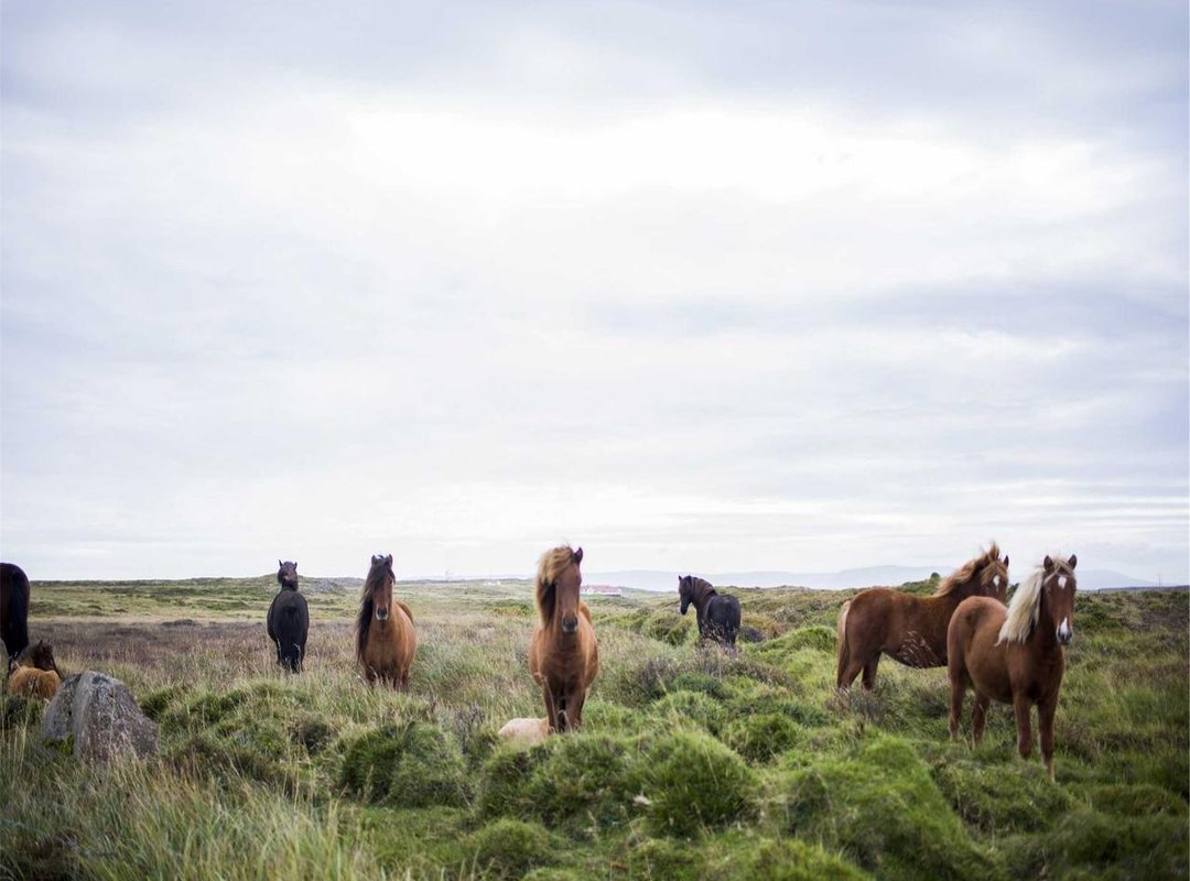 Warning Signs: How to Spot a Fake or Malicious Download Site